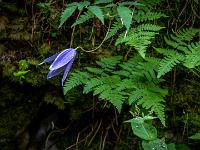 Alpen-Waldrebe Blüte und grüne Farne